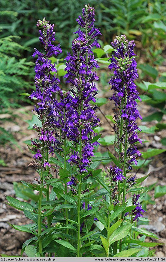 Lobelia starship Blue (1512)